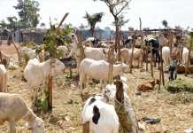 A deux semaines de tabaski : Le marché du mouton est peu approvisionné